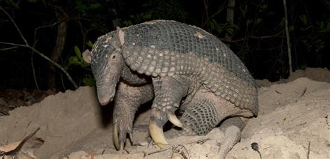 Conservation of giant armadillos in the Cerrado, Brazil | Whitley Award