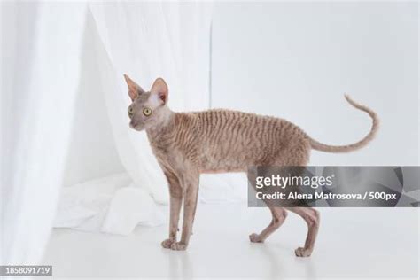 White Cornish Rex Cat Photos And Premium High Res Pictures Getty Images