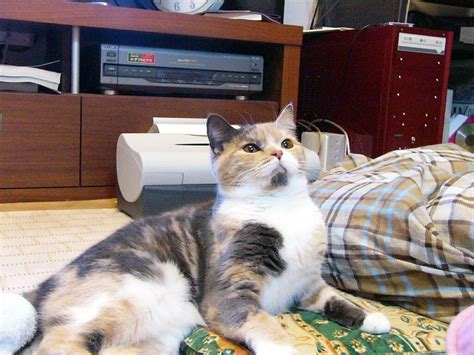[Image - 233125] | Lenin Cat | Know Your Meme