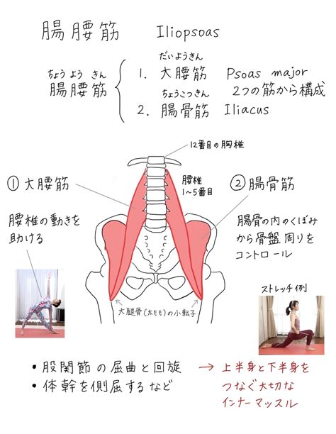 ヨガノート2ヨガのやり方、三日月のポーズ、腸腰筋について 印刷ok！お家ヨガ入門応援企画 バレエヨガインストラクター三科絵理のブログ