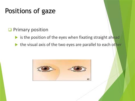 Anatomy And Physiology Of Extraocular Muscles Ppt