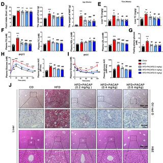 Pacap Improves Hfd Induced Hepatic Lipid Accumulation And Insulin