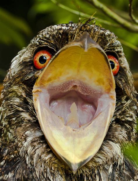 Savanna birds show surprising vulnerability to climate change — ALERT