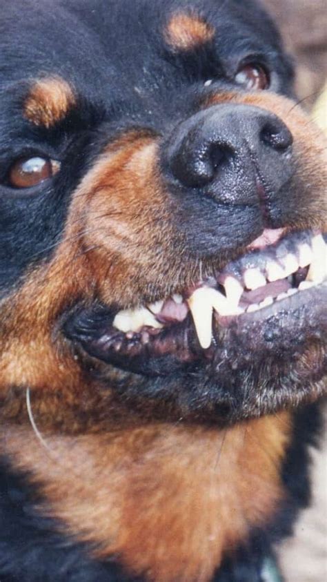 7 Dog Breeds That Could Kill A Lion