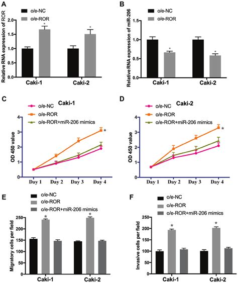 O E ROR Promotes The Proliferation Migration And Invasion Of RCC Cells