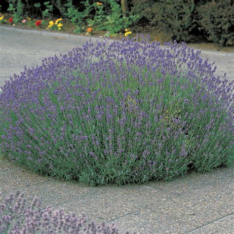 Lavandula Munstead | Jackson & Perkins