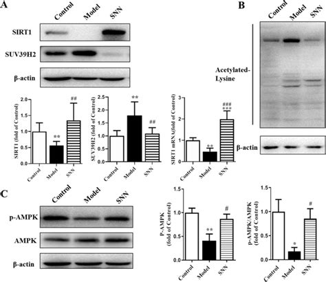 Hepatic Expression Of Sirt1 And Activation Of Ampk Of Mice A Hepatic Download Scientific