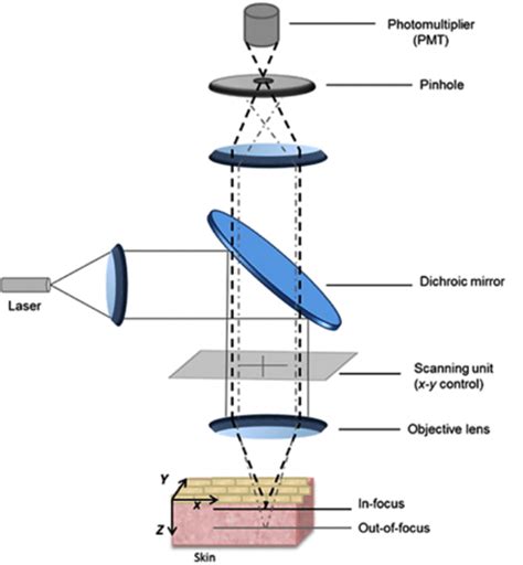 Schematic Diagram Of The Principle Of Confocal Laser Scanning