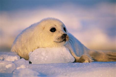 Harp Seals Brian Skerry