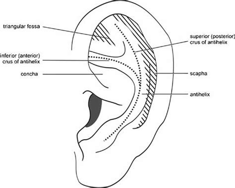 Elements Of Morphology Standard Terminology For The Ear Hunter