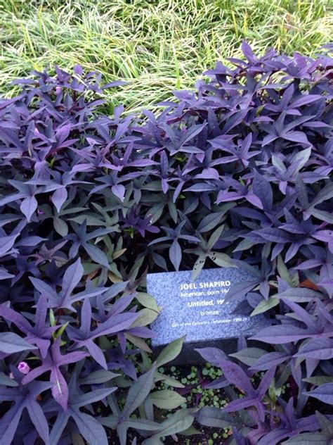 Ornamental Sweet Potato Vine Purple Ipomoea This Appears To Be An Ornamental Purple Sweet