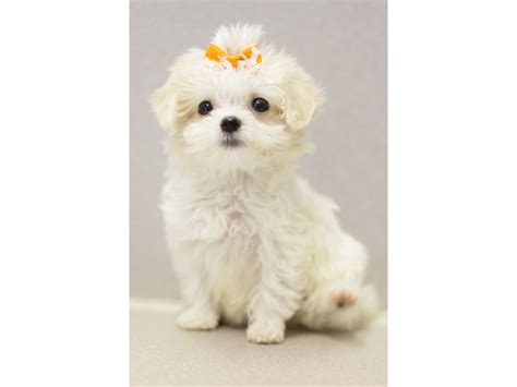 Toy Maltipoo Puppy White Id11532 Located At Petland Wichita Kansas