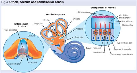 The Senses 1 Hearing Balance And Common Pathologies Of The Ear