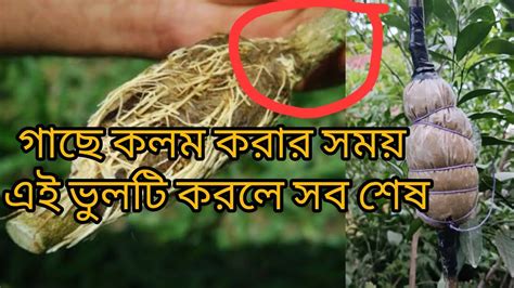 বর্ষাকালে খুব সহজেই লেবু গাছের চারা তৈরি করুন Cutting Of Lemon Plant