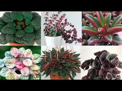 Peperomia Varieties With Names Peperomia Plant Youtube