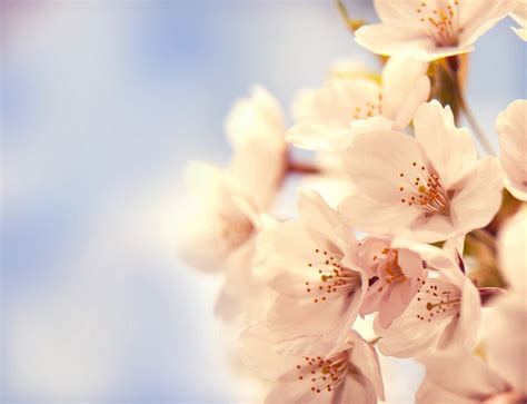Cherry Blossom | Cherry blossom images, Cherry blossom wallpaper ...