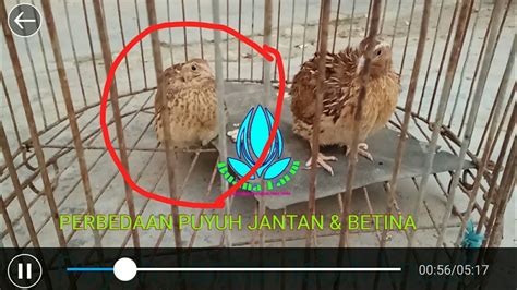 Perbedaan Puyuh Quail Bird Jantan Betina YouTube