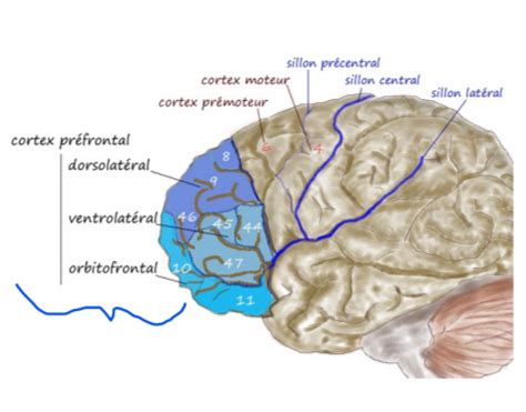 Neurophysiologische Grundlagen Der Emotionsverarbeitung Karteikarten