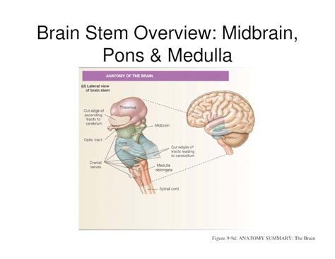 Pdf Brain Stem Overview Midbrain Pons And Medulla · Pdf Filebrain