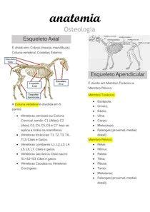 Esqueleto Axial E Apendicular Resumo C O E Gato Anatomia Veterin Ria I