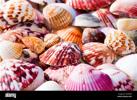 Shells Hi Res Stock Photography And Images Alamy