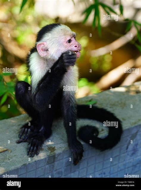 Un Mono Capuchino De Cabeza Blanca Cebus Capucinus Al Lado De La