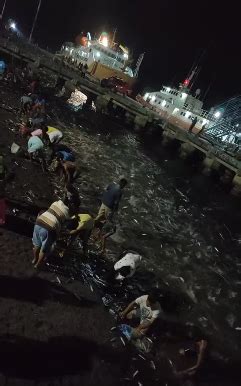 Fenomena Ribuan Ikan Naik Ke Daratan Di Lembata NTT Pertanda Apa