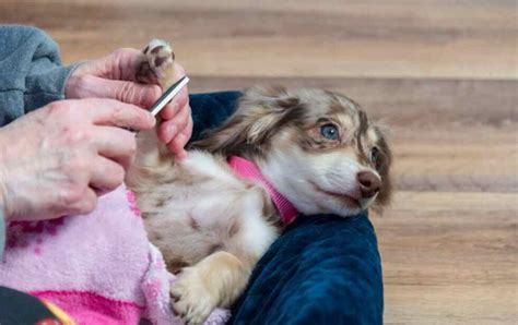 Dachshund Grooming: How to Groom a Dachshund At Home