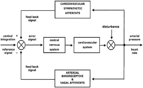 A Schematic Representation Of Autonomic Nervous System Functions And