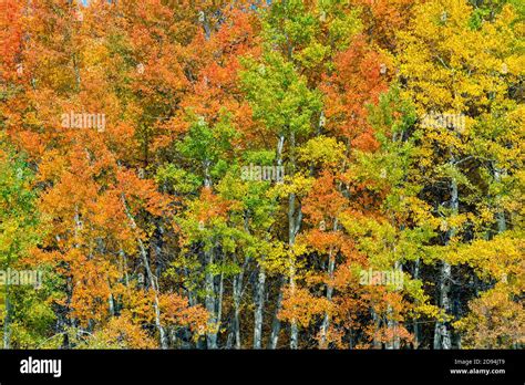 Quaking Aspens Populus Tremuloides Autumn Colors Grand Tetons Np