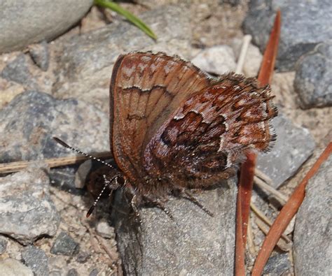 Western Pine Elfin 3 West Bragg Creek Alberta Norbert Kondla Flickr