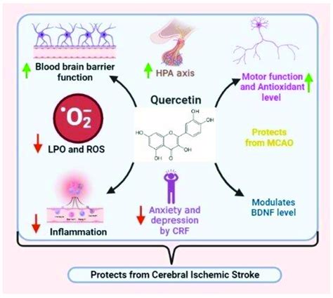 Effects Of Quercetin On Ischemic Stroke Image Created Using