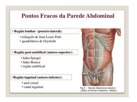 Parede abdominal Anatomia e Hérnias PPT