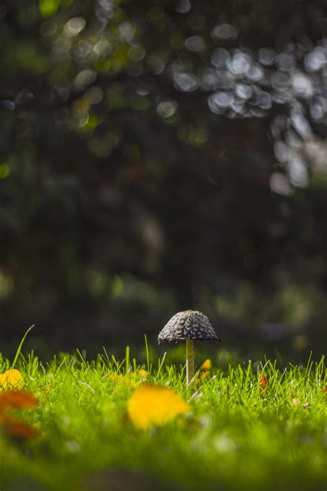 Free Images Tree Nature Forest Grass Light Bokeh Plant Lawn