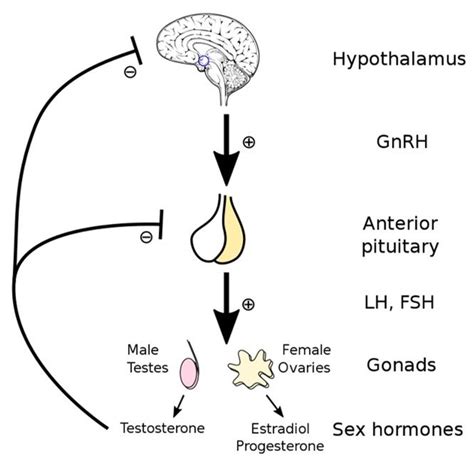 Fisiopatologia Da Reprodu O Mind Map