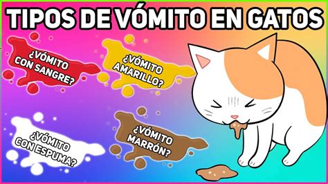 Identifica Qu Tiene Tu Gato Seg N El Color De Su V Mito Tipos De