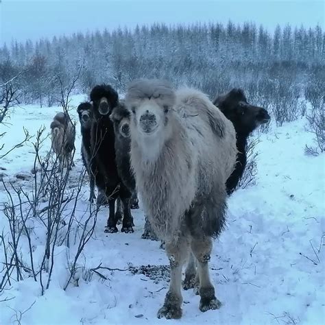 Bactrian Camels In The Pleistocene Park Megafaunarewilding