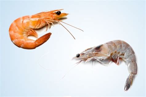 Two Shrimp Fighting Over Each Other In The Air