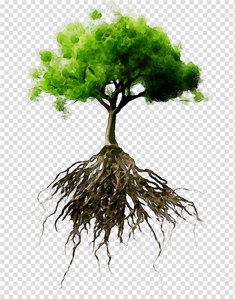 Oak Tree Leaf Root Branch Plants Trunk Fotolia Woody Plant