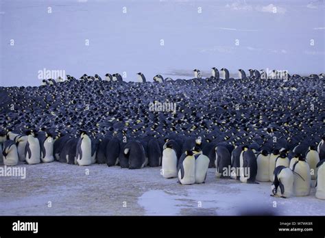 Emperor Penguin Aptenodytes Forsteri Huddle Antarctica June Stock