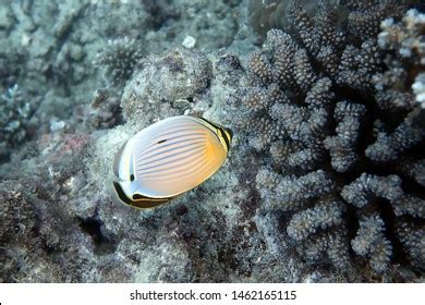 Butterflyfish Great Barrier Reef Australia Stock Photo 1462165115 ...