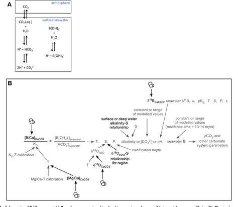 Figure 1 From A 20 Million Year Record Of Planktic Foraminiferal B Ca