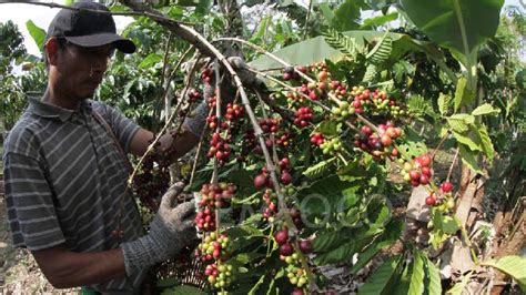 Ini Cara Pemupukan Kebun Kopi Di Masa Berbunga Tempo Co