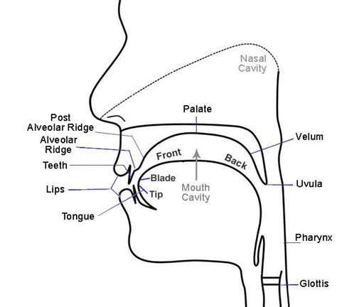 Sounds Of The Mouth Language Exchange Amino