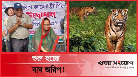 সুন্দরবনে বাঘের সংখ্যা বাড়তে পারে Sundarban Tiger Count Royal