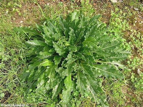 Future is written in green: Mandragora autumnalis: beautiful and dangerous