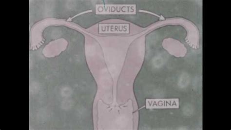 1950s Sperm Moves Through Vagina Uterus And Fallopian Tubes Close