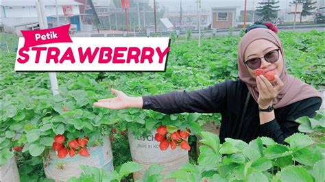 Petik Strawberry Di Tawangmangu Petik Sepuasnya Youtube