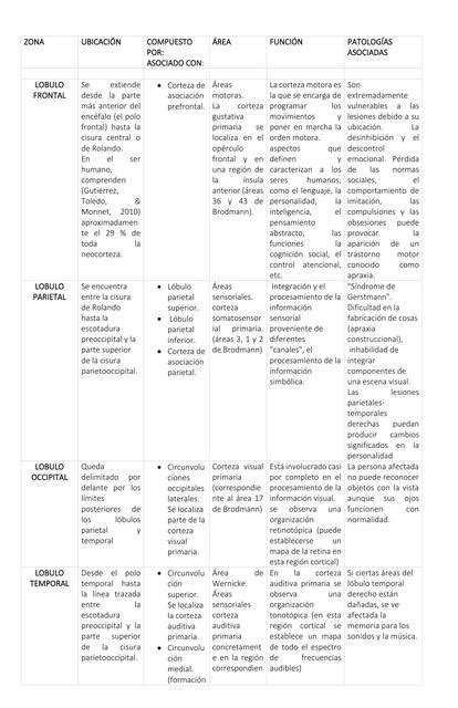 Corteza Cerebral Reas Funciones Patolog As Asociadas Sofia