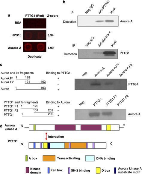 Pituitary Tumor Transforming Gene 1 Pttg1 Interacts With Aurora